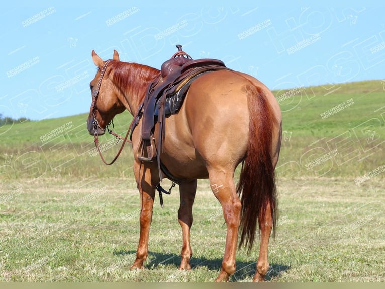 American Quarter Horse Ruin 9 Jaar 152 cm Red Dun in Clarion, PA