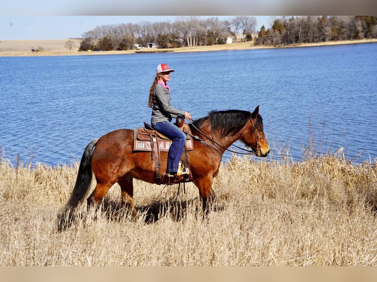 American Quarter Horse Ruin 9 Jaar 152 cm Roan-Bay in Corsica, SD