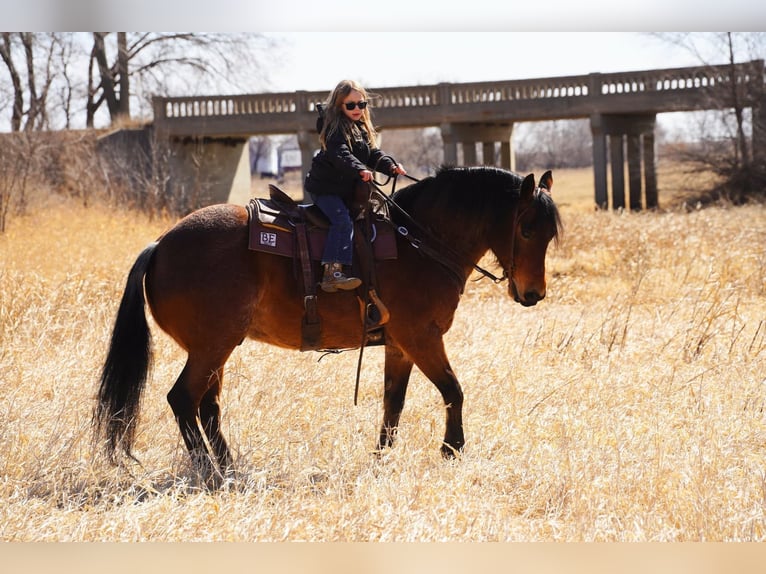 American Quarter Horse Ruin 9 Jaar 152 cm Roan-Bay in Corsica, SD