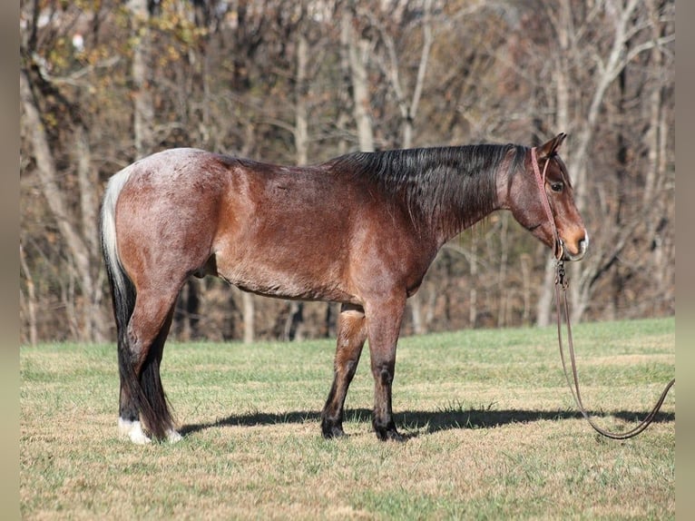 American Quarter Horse Ruin 9 Jaar 152 cm Roan-Bay in Brodhead KY