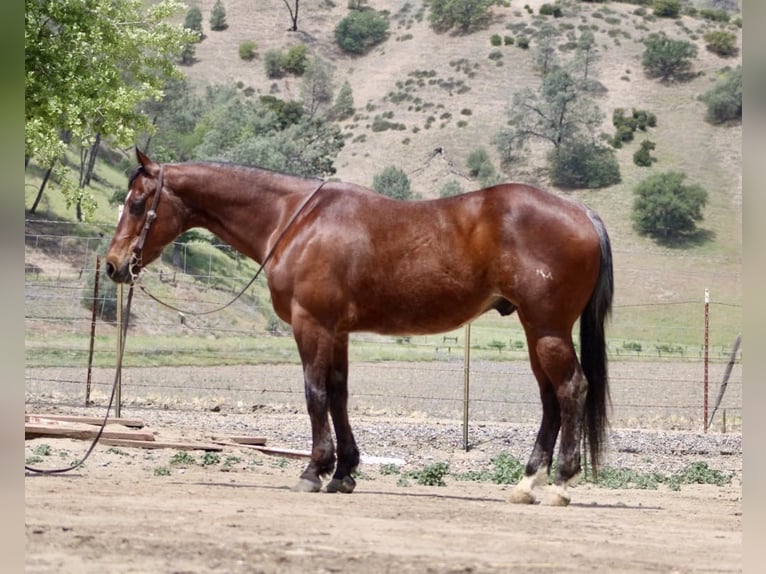 American Quarter Horse Ruin 9 Jaar 152 cm Roan-Bay in Paicines CA