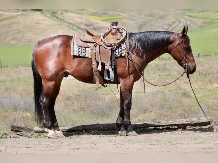 American Quarter Horse Ruin 9 Jaar 152 cm Roan-Bay in Paicines CA