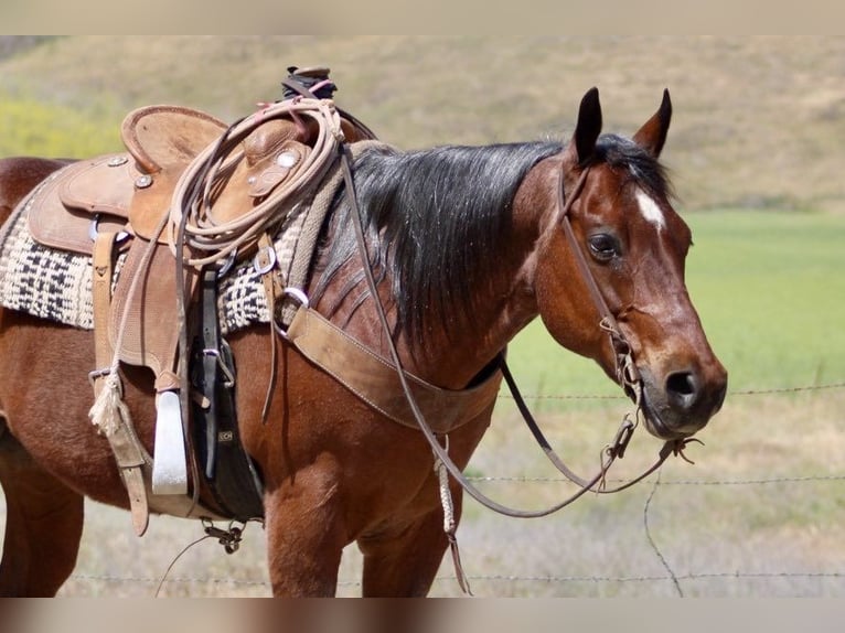 American Quarter Horse Ruin 9 Jaar 152 cm Roan-Bay in Paicines CA