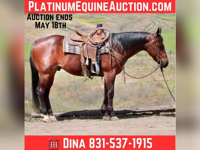 American Quarter Horse Ruin 9 Jaar 152 cm Roan-Bay in Paicines CA