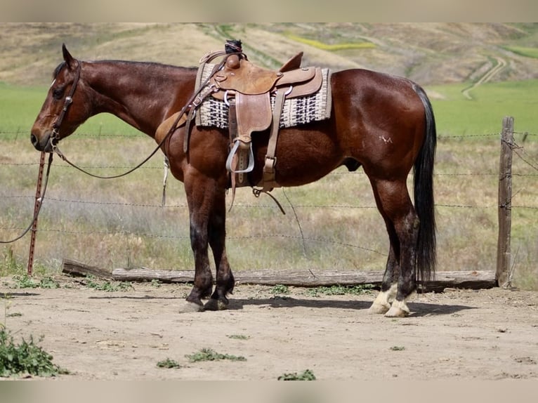 American Quarter Horse Ruin 9 Jaar 152 cm Roan-Bay in Paicines CA