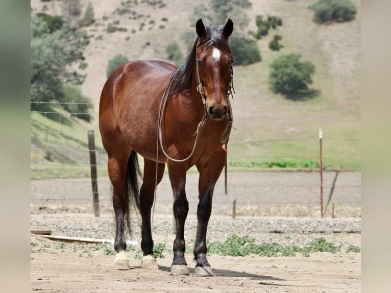 American Quarter Horse Ruin 9 Jaar 152 cm Roan-Bay in Paicines CA