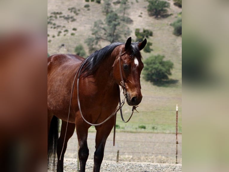 American Quarter Horse Ruin 9 Jaar 152 cm Roan-Bay in Paicines CA