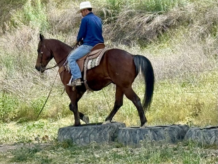 American Quarter Horse Ruin 9 Jaar 152 cm Roan-Bay in Paicines CA