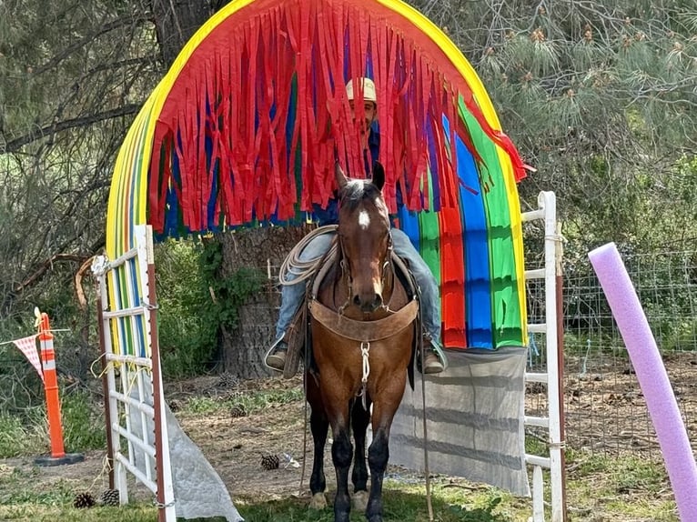 American Quarter Horse Ruin 9 Jaar 152 cm Roan-Bay in Paicines CA