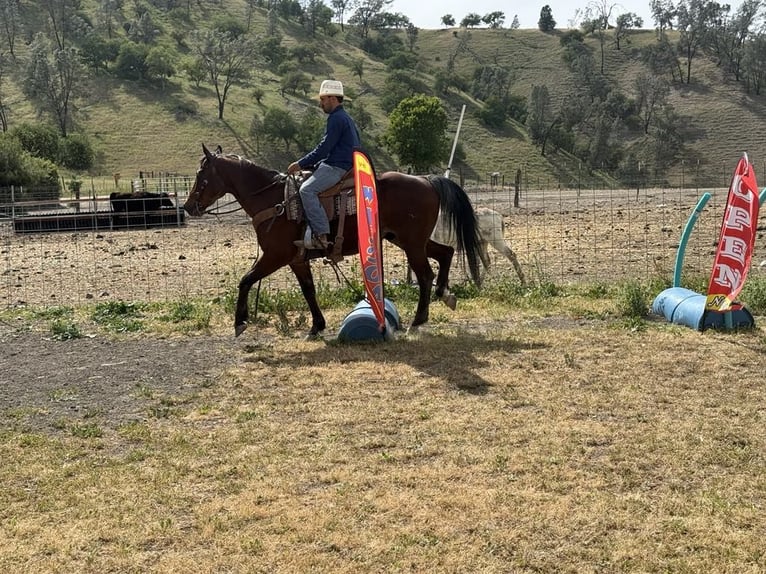 American Quarter Horse Ruin 9 Jaar 152 cm Roan-Bay in Paicines CA