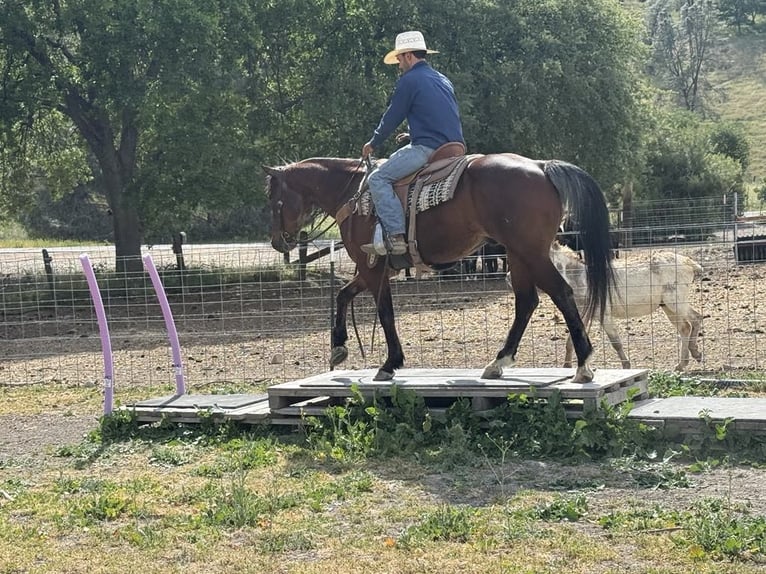 American Quarter Horse Ruin 9 Jaar 152 cm Roan-Bay in Paicines CA