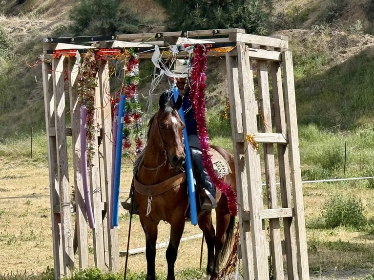 American Quarter Horse Ruin 9 Jaar 152 cm Roan-Bay in Paicines CA