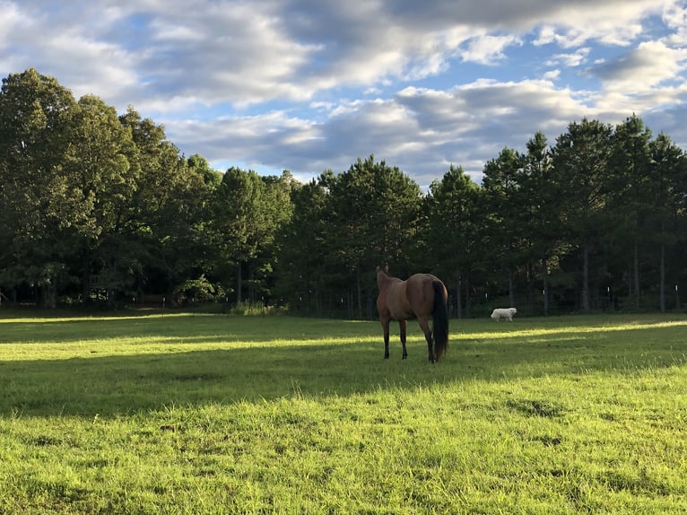 American Quarter Horse Ruin 9 Jaar 152 cm Roan-Bay in Calico Rock