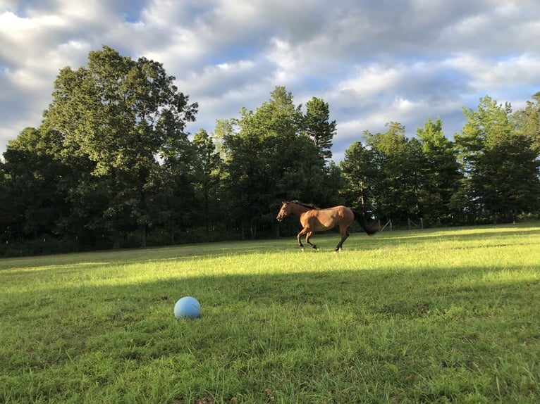 American Quarter Horse Ruin 9 Jaar 152 cm Roan-Bay in Calico Rock
