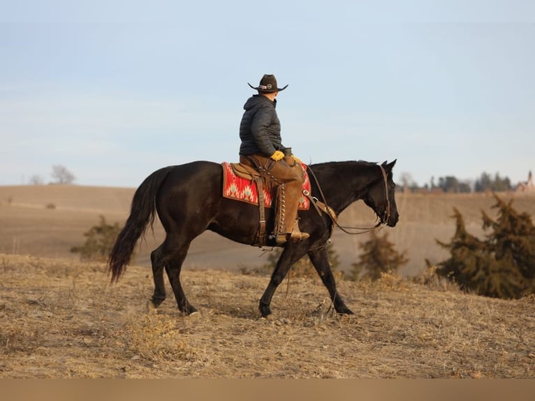 American Quarter Horse Ruin 9 Jaar 152 cm Roan-Blue in Bernard, IA