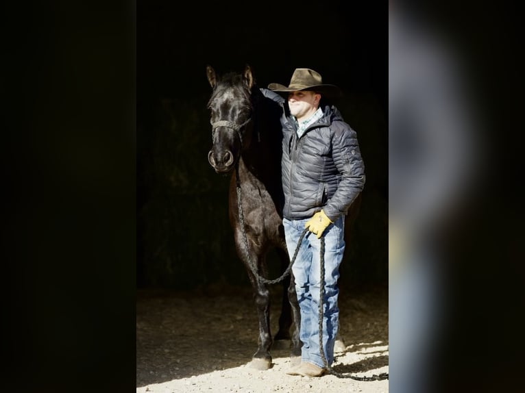 American Quarter Horse Ruin 9 Jaar 152 cm Roan-Blue in Bernard, IA