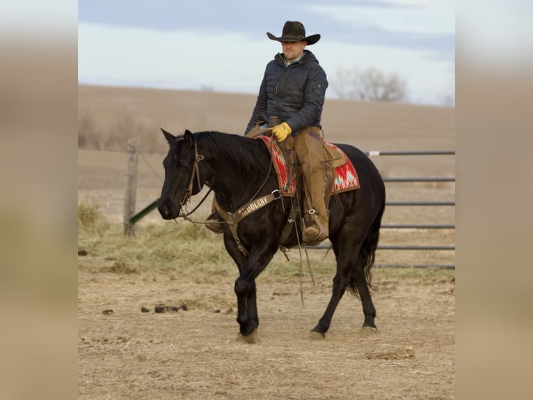 American Quarter Horse Ruin 9 Jaar 152 cm Roan-Blue in Bernard, IA