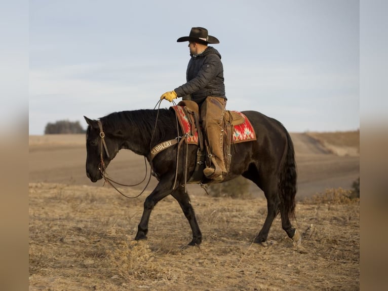 American Quarter Horse Ruin 9 Jaar 152 cm Roan-Blue in Bernard, IA