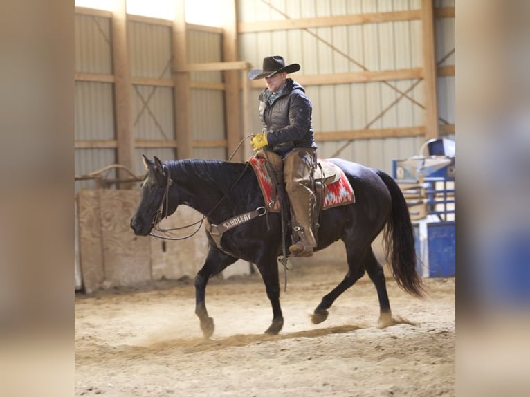 American Quarter Horse Ruin 9 Jaar 152 cm Roan-Blue in Bernard, IA