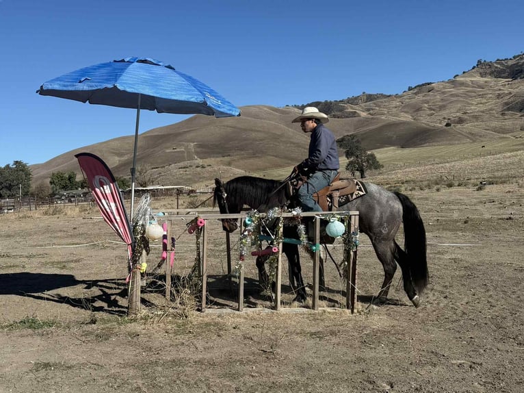 American Quarter Horse Ruin 9 Jaar 152 cm Roan-Blue in Paicines CA