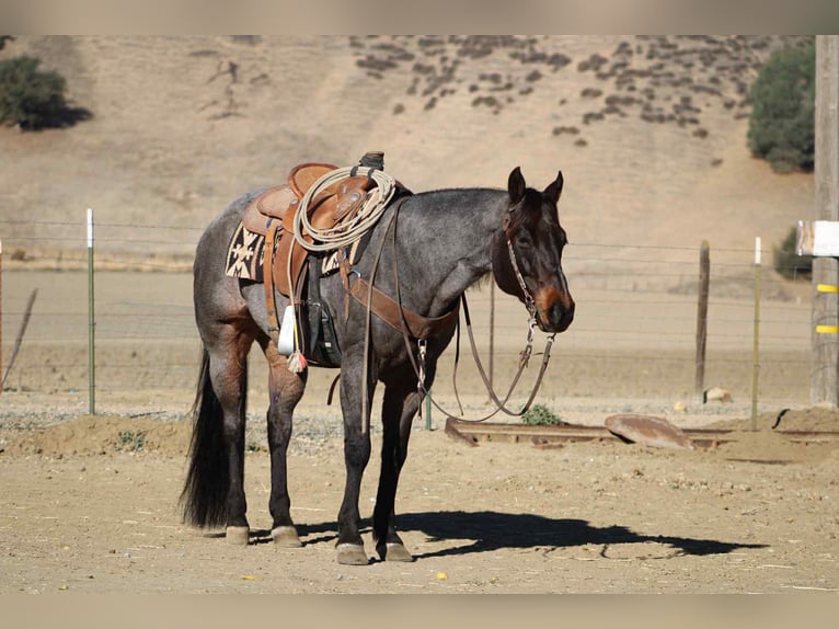American Quarter Horse Ruin 9 Jaar 152 cm Roan-Blue in Paicines CA