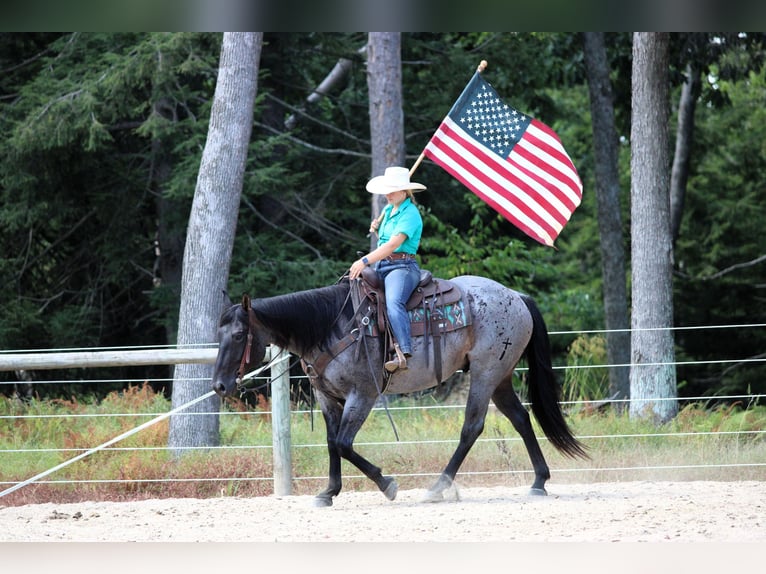 American Quarter Horse Ruin 9 Jaar 152 cm Roan-Blue in Clarion, PA