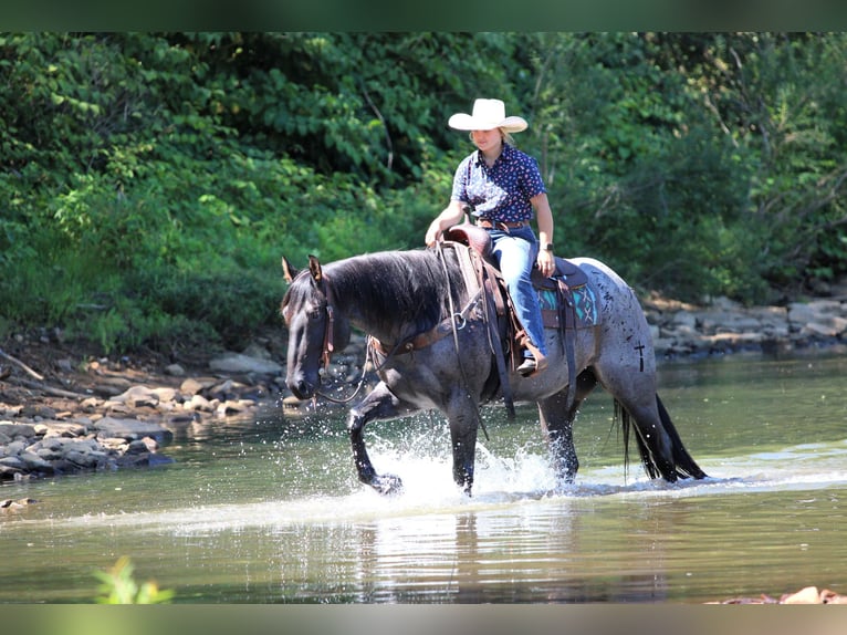 American Quarter Horse Ruin 9 Jaar 152 cm Roan-Blue in Clarion, PA