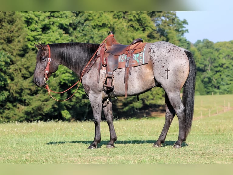 American Quarter Horse Ruin 9 Jaar 152 cm Roan-Blue in Clarion, PA