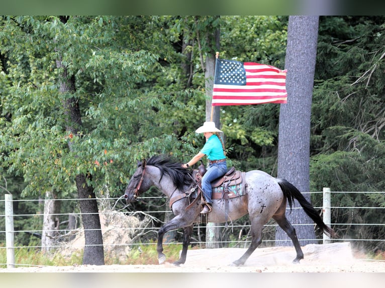 American Quarter Horse Ruin 9 Jaar 152 cm Roan-Blue in Clarion, PA