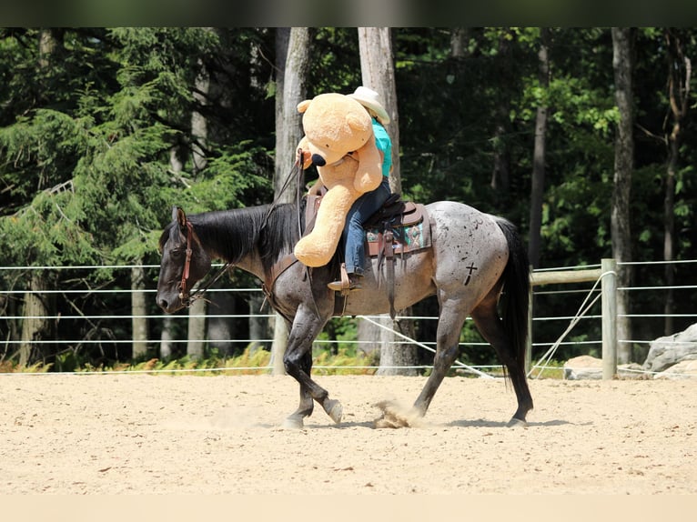 American Quarter Horse Ruin 9 Jaar 152 cm Roan-Blue in Clarion, PA