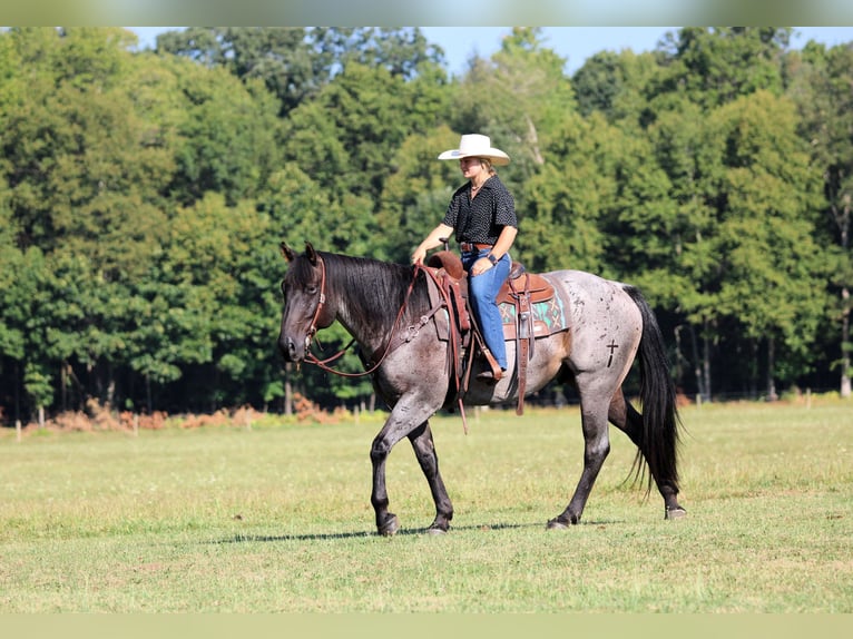 American Quarter Horse Ruin 9 Jaar 152 cm Roan-Blue in Clarion, PA