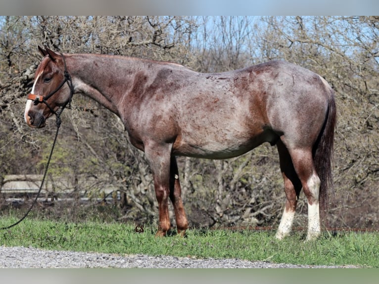 American Quarter Horse Ruin 9 Jaar 152 cm Roan-Red in Jacksboro TX