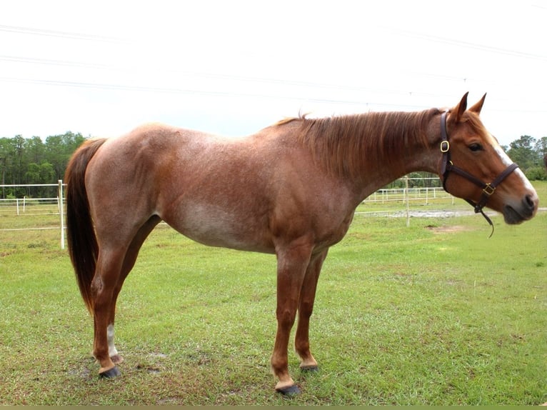 American Quarter Horse Ruin 9 Jaar 152 cm Roan-Red in Christmas FL