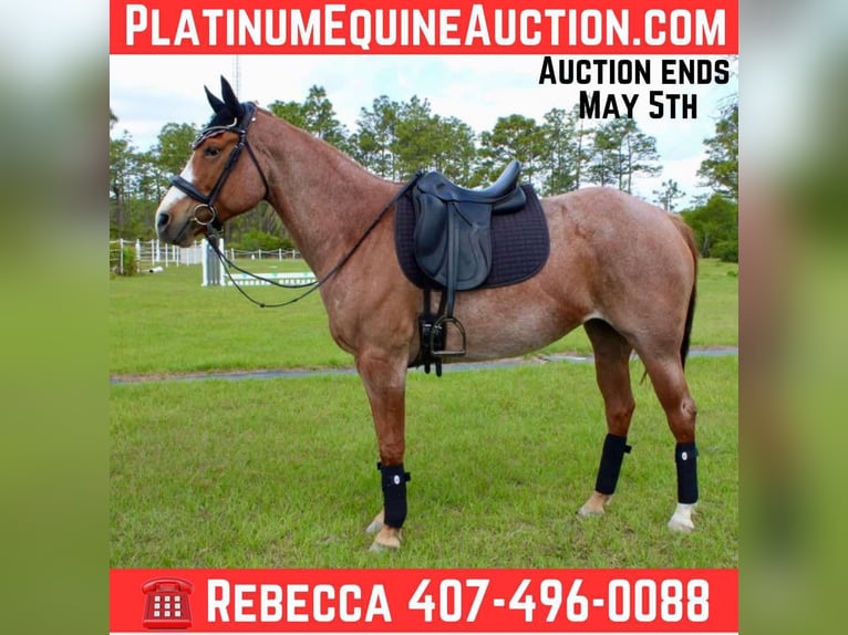 American Quarter Horse Ruin 9 Jaar 152 cm Roan-Red in Christmas FL