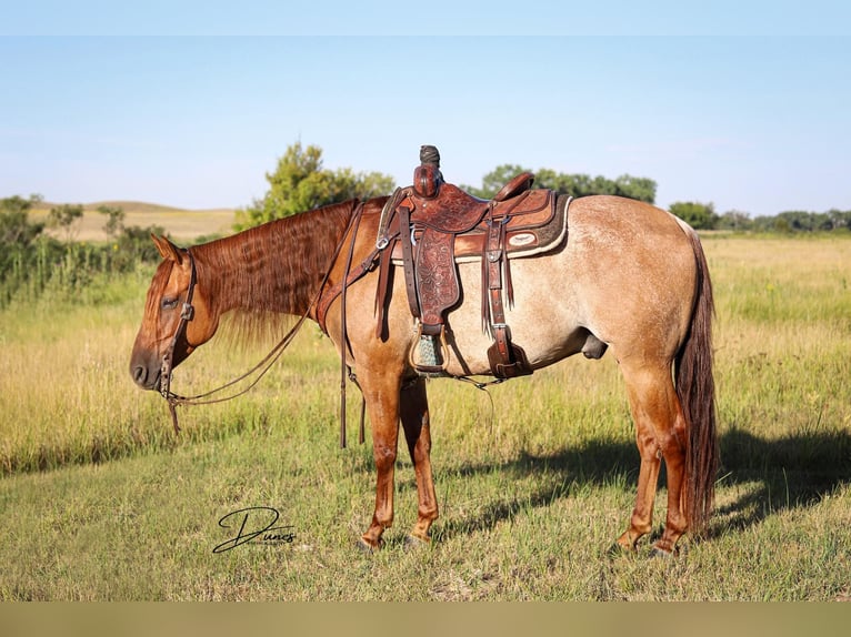 American Quarter Horse Ruin 9 Jaar 152 cm Roan-Red in THedford NEbraska