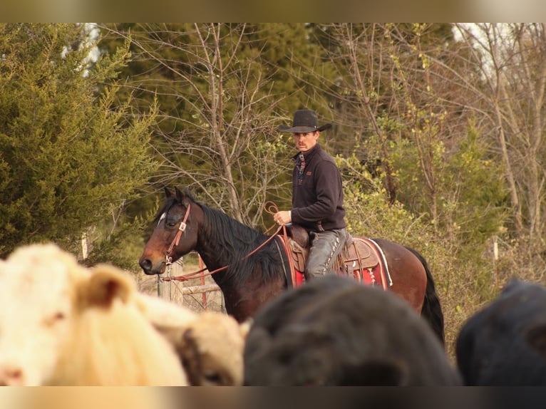 American Quarter Horse Ruin 9 Jaar 152 cm Roodbruin in Baxter Springs