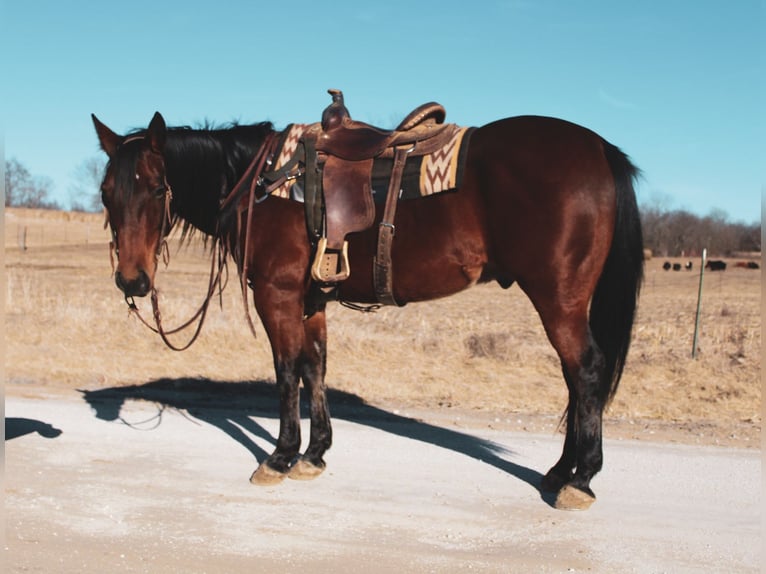 American Quarter Horse Ruin 9 Jaar 152 cm Roodbruin in Macon, MO