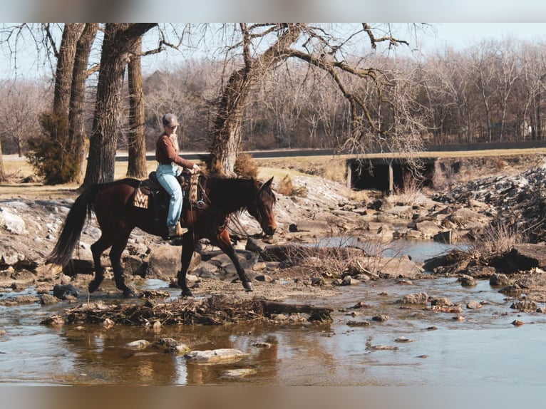 American Quarter Horse Ruin 9 Jaar 152 cm Roodbruin in Macon, MO