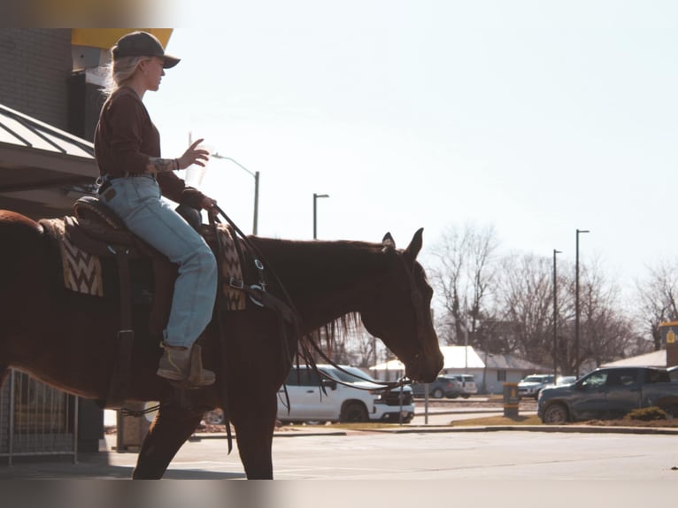 American Quarter Horse Ruin 9 Jaar 152 cm Roodbruin in Macon, MO