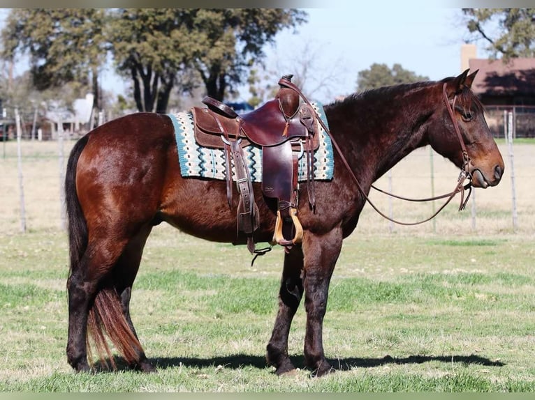American Quarter Horse Ruin 9 Jaar 152 cm Roodbruin in Lipan TX