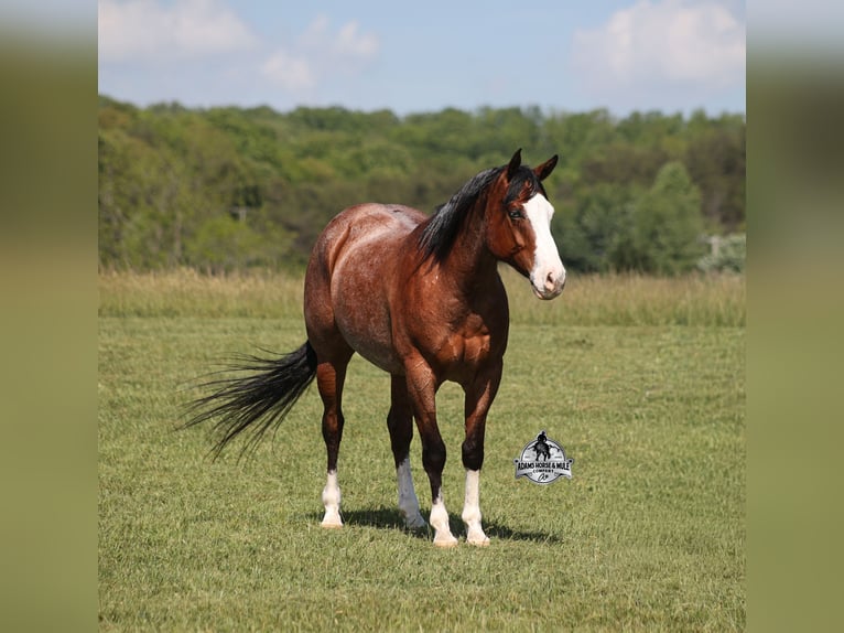American Quarter Horse Ruin 9 Jaar 152 cm Roodbruin in Mount Vernon