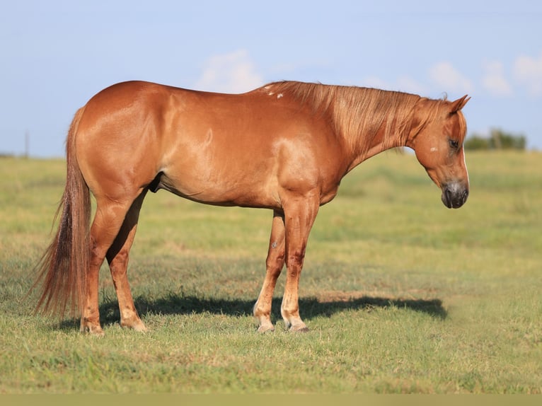 American Quarter Horse Ruin 9 Jaar 152 cm Roodvos in Mount Vernon