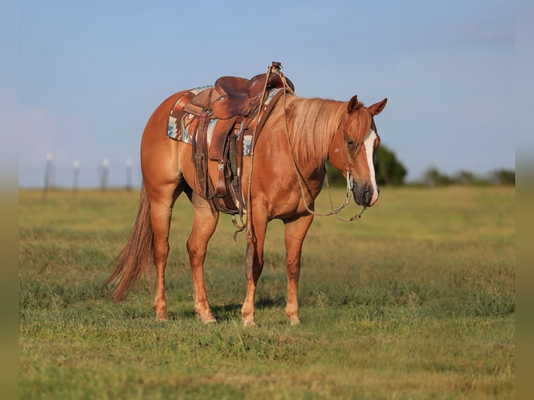 American Quarter Horse Ruin 9 Jaar 152 cm Roodvos in Mount Vernon