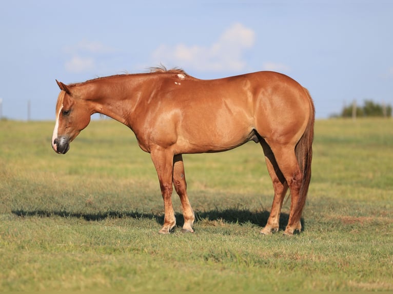 American Quarter Horse Ruin 9 Jaar 152 cm Roodvos in Mount Vernon