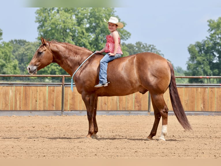 American Quarter Horse Ruin 9 Jaar 152 cm Roodvos in Buffalo