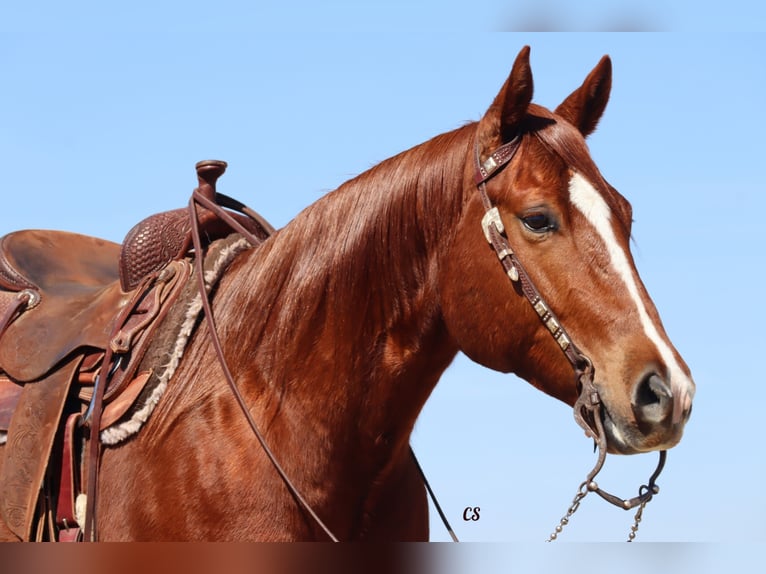 American Quarter Horse Ruin 9 Jaar 152 cm Roodvos in Jackson TX