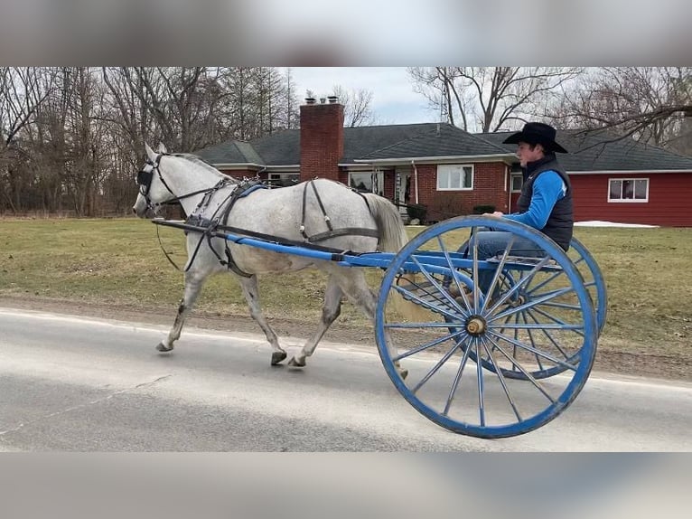 American Quarter Horse Ruin 9 Jaar 152 cm Schimmel in Fowlerville