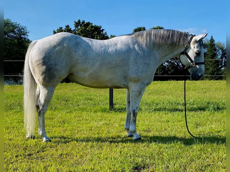 American Quarter Horse Ruin 9 Jaar 152 cm Schimmel in Fowlerville