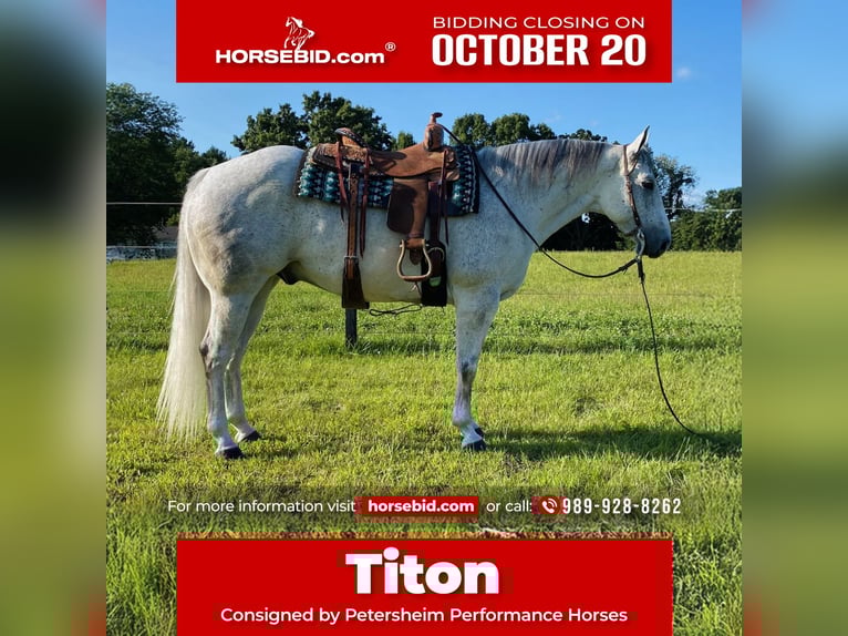 American Quarter Horse Ruin 9 Jaar 152 cm Schimmel in Fowlerville