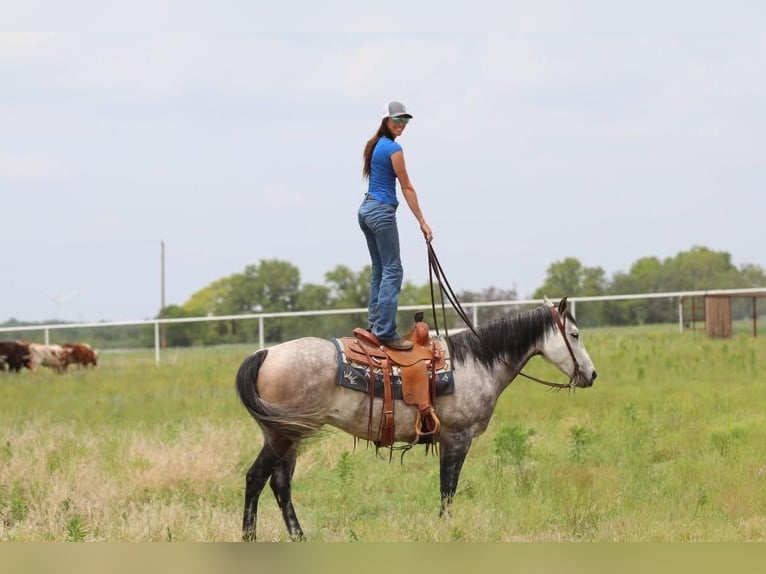 American Quarter Horse Mix Ruin 9 Jaar 152 cm Schimmel in Joshua, TX